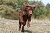 LABRADOR 095
